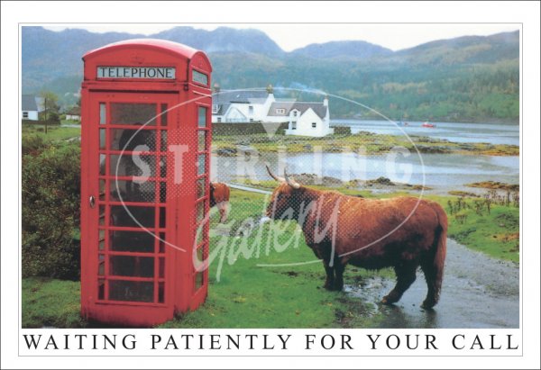Waiting Patiently for your Call, Highland Cow, Phone Box Postcard