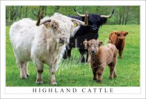 Highland Cattle, Colourful Quartet Postcard