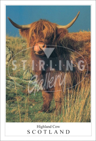 Highland Cow Tongue - Scotland Postcard