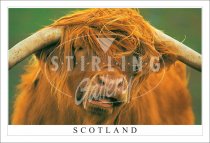 Highland Bull - Scotland, Fine With a Coffee Postcard