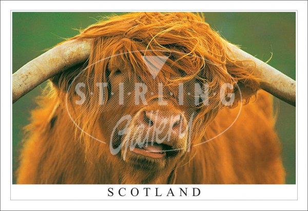 Highland Bull - Scotland, fine with a Coffee Postcard (H SG)
