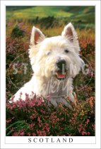 Westie - Scotland Postcard