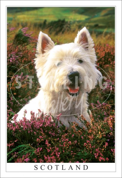 Westie - Scotland Postcard