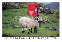 Waiting For a Letter from Ewe Postcard
