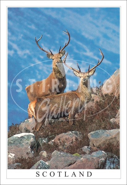 Red Deer Stags - Scotland Postcard