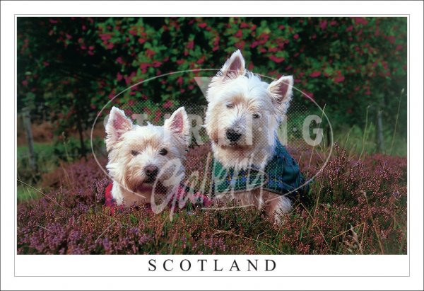 West Highland Terriers in Heather Postcard