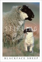 Blackface & Lamb Postcard