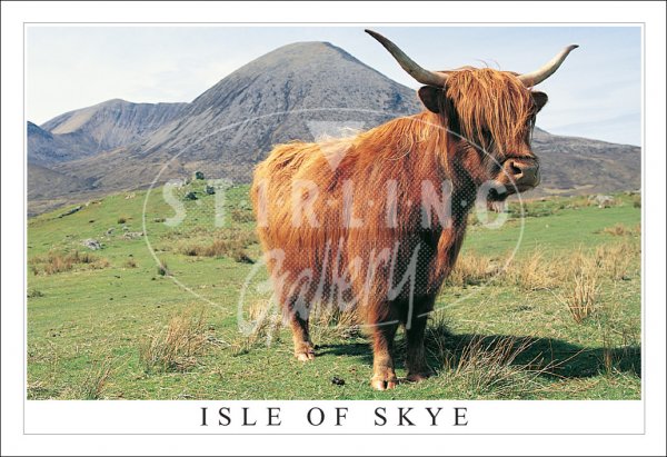Highland Cow, Red Cuillins, Isle of Skye Postcard