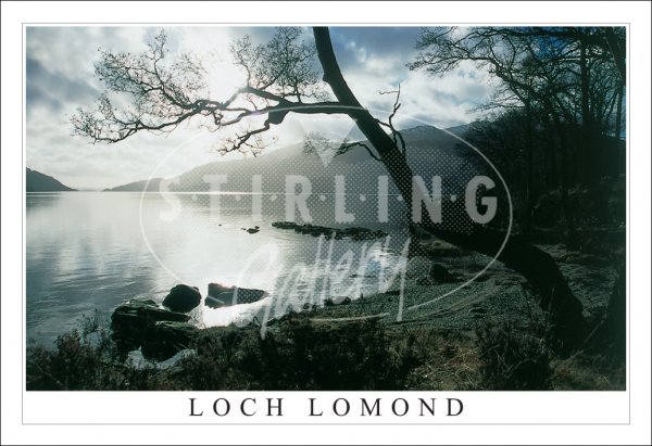 Evening Light, Loch Lomond Postcard