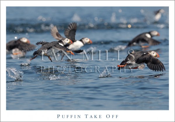 Puffin Take Off Postcard
