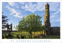 St Andrews Cathedral, Tree to Gable Walls Postcard