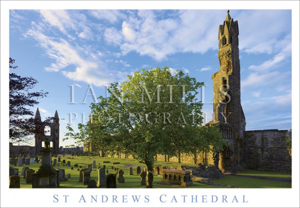 St Andrews Cathedral, Tree to Gable Walls Postcard