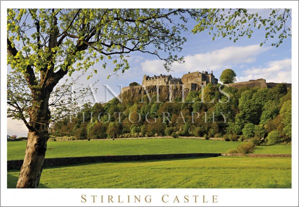 Stirling Castle, Spring, Tree