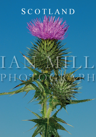 Scottish Thistle, National Emblem Magnet