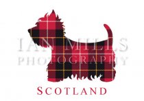 Scotland - Tartan Westie Silhouette Magnet
