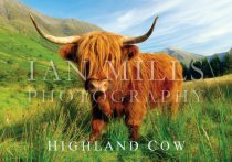 Highland Cow Magnet