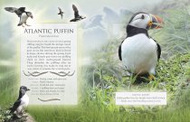 Little Book of Ocean Animal Sounds (Apr)