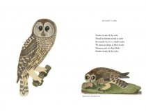 Wilson's Ornithology & Burds in Scots