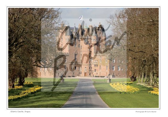 Glamis Castle, Angus, Daffodils Print