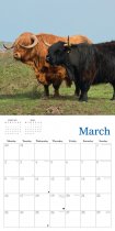 2026 Calendar Highland Cows