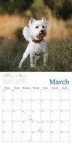 2026 Calendar West Highland Terriers