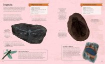 Fossil Hunter Handbook, The