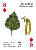 Top Trees Playing Cards