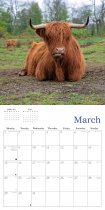 2027 Calendar Highland Cows (2 for 10v)