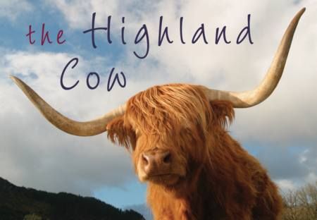 Highland Cow Souvenir Guide