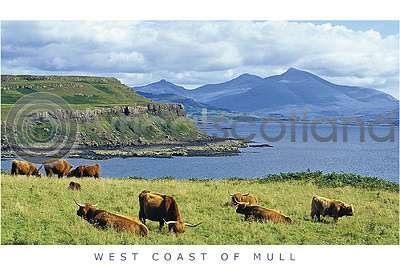 Highland Cattle & Ben More Range Postcard