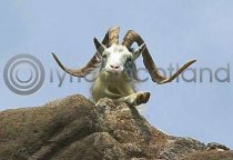 Feral Goat On Carsaig Trail Postcard