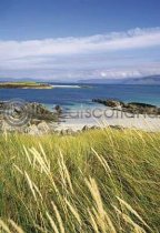 Dune Grass At Iona's North Postcard