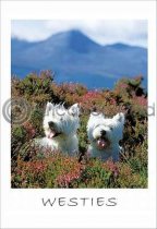 West Highland Terriers Postcard