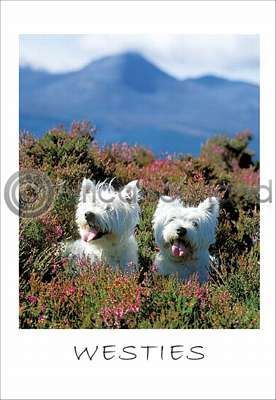 West Highland Terriers Postcard