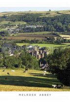 Melrose Abbey Postcard