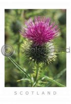 Scottish Thistle Postcard Postcard