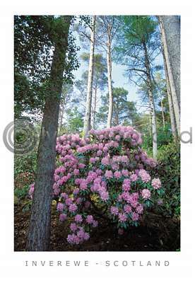 Inverewe Gardens - Scotland Postcard
