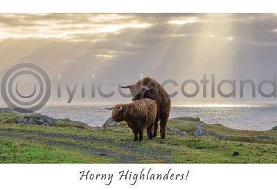 Horny Highlanders Postcard