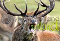 Roaring Stag Postcard