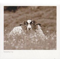 Blackface Tup In Meadow Sepia Greetings Card