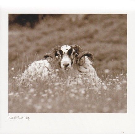 Blackface Tup In Meadow Sepia Greetings Card