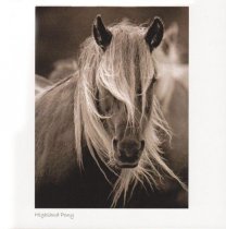 Highland Pony Sepia Greetings Card