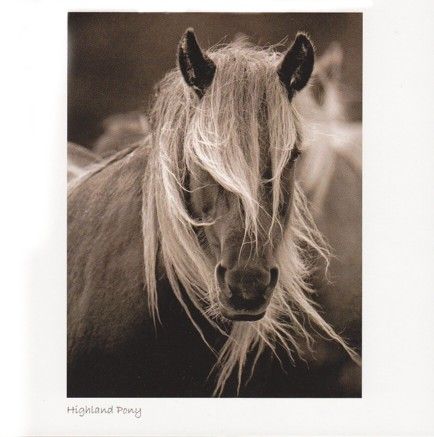 Highland Pony Sepia Greetings Card