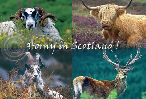 Horny in Scotland! Postcard