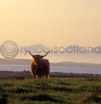 Highlander & Paps Colour Photo Greetings Card