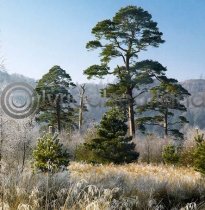 Scots Pine Colour Photo Greetings Card