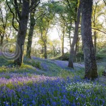 Spring Woodland, Queen Elizabeth Forest Colour Photo