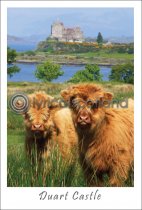 Two Calves at Duart Castle Postcard