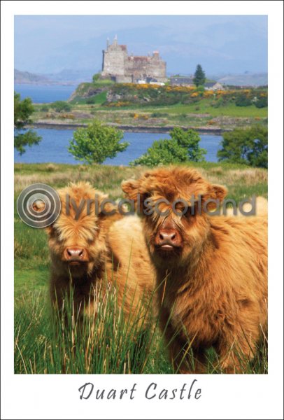 Two Calves at Duart Castle Postcard