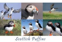 Scottish Puffins Composite Postcard